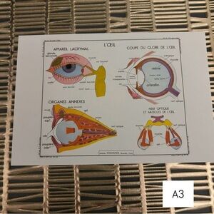 French Language Single Postcard Art - Vintage Anatomy - Eye A3